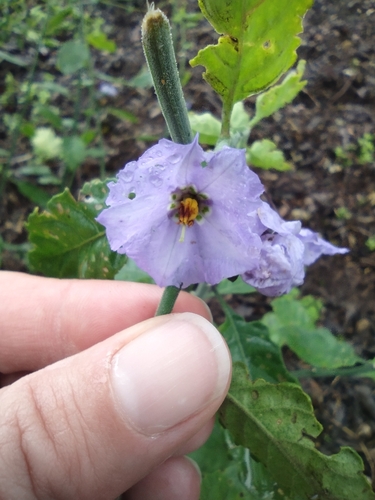iNaturalist observation photo of bluewitch nightshade