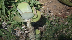 Kalanchoe luciae