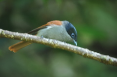 Terpsiphone bourbonnensis