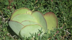 Kalanchoe luciae