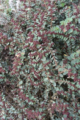 Euphorbia anthonyi