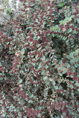Euphorbia anthonyi