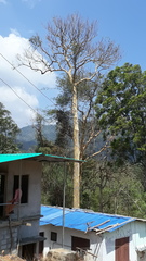 Lagerstroemia microcarpa