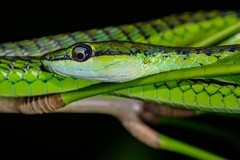 Dendrelaphis andamanensis