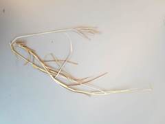 Dichanthium annulatum