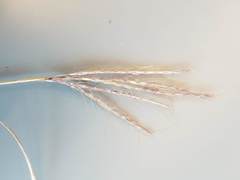 Dichanthium annulatum