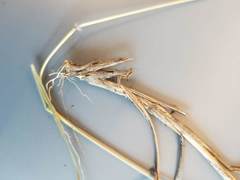 Dichanthium annulatum