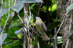 Phyllomyias cinereiceps