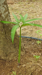 Arisaema heterophyllum