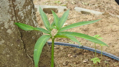 Arisaema heterophyllum