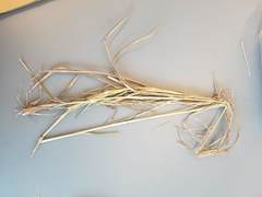 Dichanthium annulatum