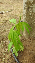 Arisaema heterophyllum