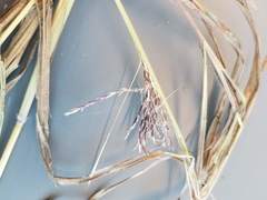 Dichanthium annulatum