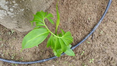 Arisaema heterophyllum