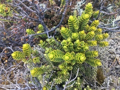 Veronica masoniae