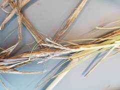 Dichanthium annulatum