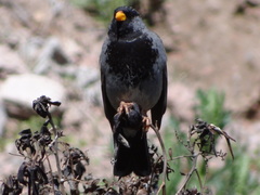 Mourning Sierra Finch photo 3