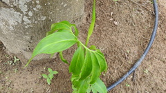 Arisaema heterophyllum