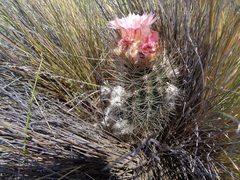 Austrocactus bertinii