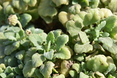 Perityle socorrosensis