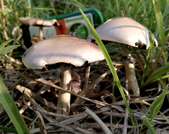 Psilocybe cubensis