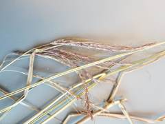 Dichanthium annulatum