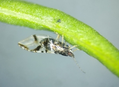 Bactericera maculipennis