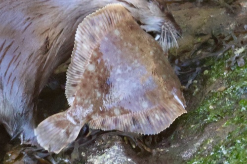 Butter sole (Isopsetta isolepis) — Pleuronectidae — 2