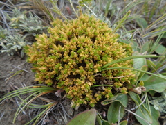 Colobanthus lycopodioides