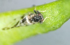 Bactericera maculipennis