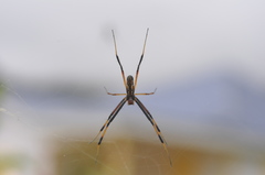 Trichonephila inaurata inaurata