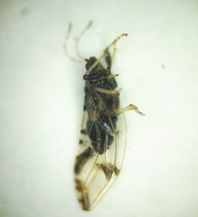 Bactericera maculipennis