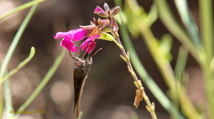 Salvia lemmonii