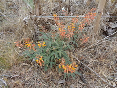 Hoffmannseggia trifoliata