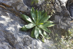 Agave mitis