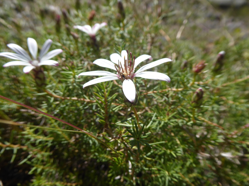 Mutisia acerosa