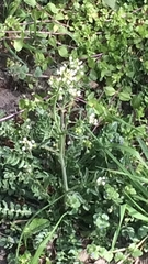 Capsella bursa-pastoris