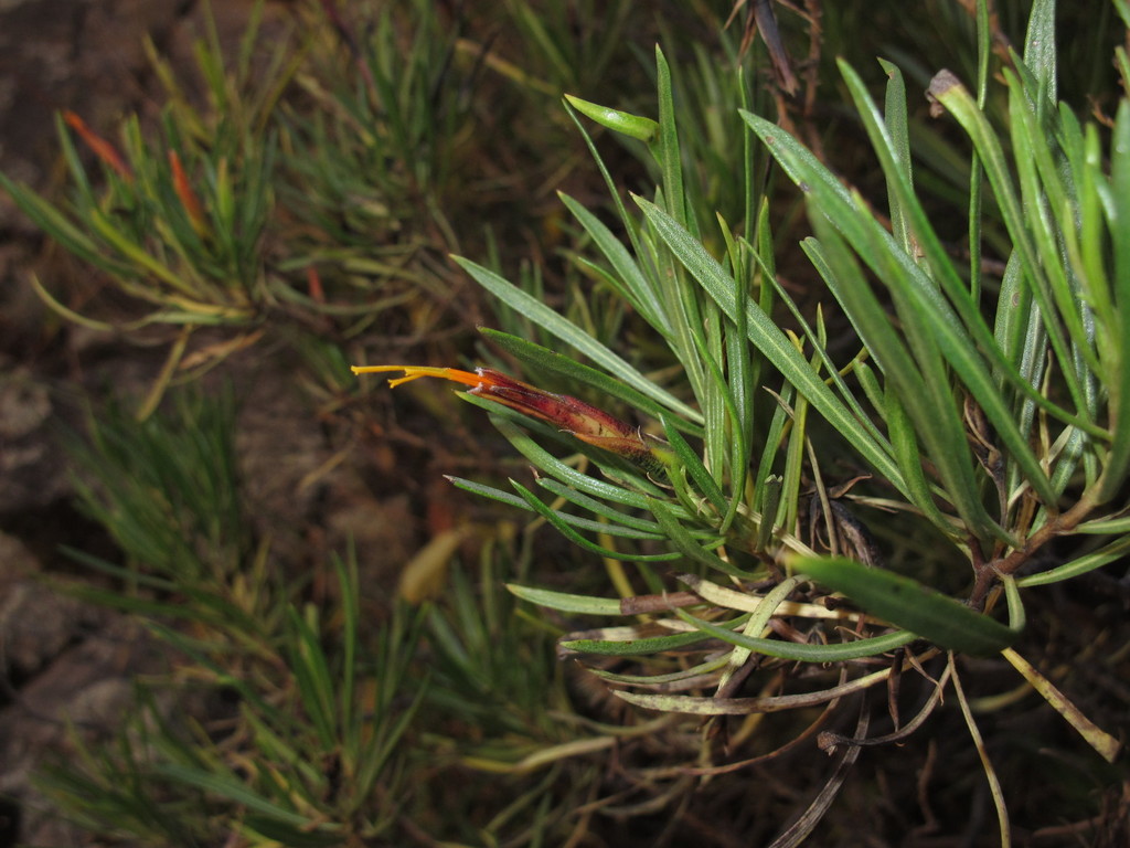 Mutisia orbignyana
