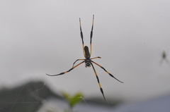 Trichonephila inaurata inaurata
