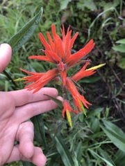 Castilleja subinclusa