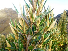 Miconia salicifolia