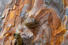 Chlorochroa pinicola