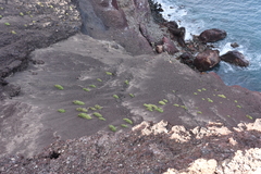 Perityle socorrosensis