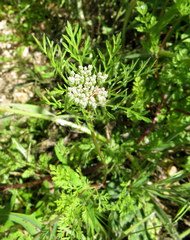 Daucus pusillus