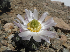 Callianthemoides semiverticillata