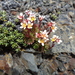 Saxifraga magellanica - Photo 由 danplant 所上傳的 (c) danplant，保留部份權利CC BY-NC