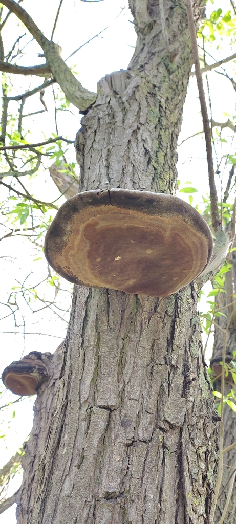 Phellinus igniarius · April 2026 · photo: © floosemoose (iNaturalist, cc-by)