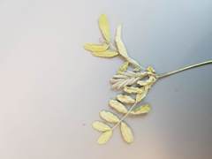 Astragalus nuttallianus