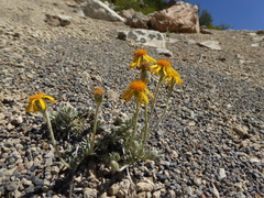 Senecio argyreus