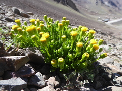 Senecio crithmoides